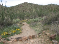 Trail in King Canyon